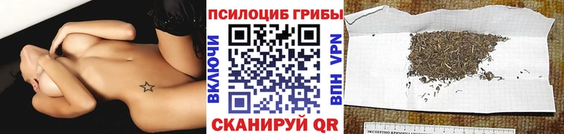 Купить  Кыштым  Псилоцибиновые грибы Psilocybe 
